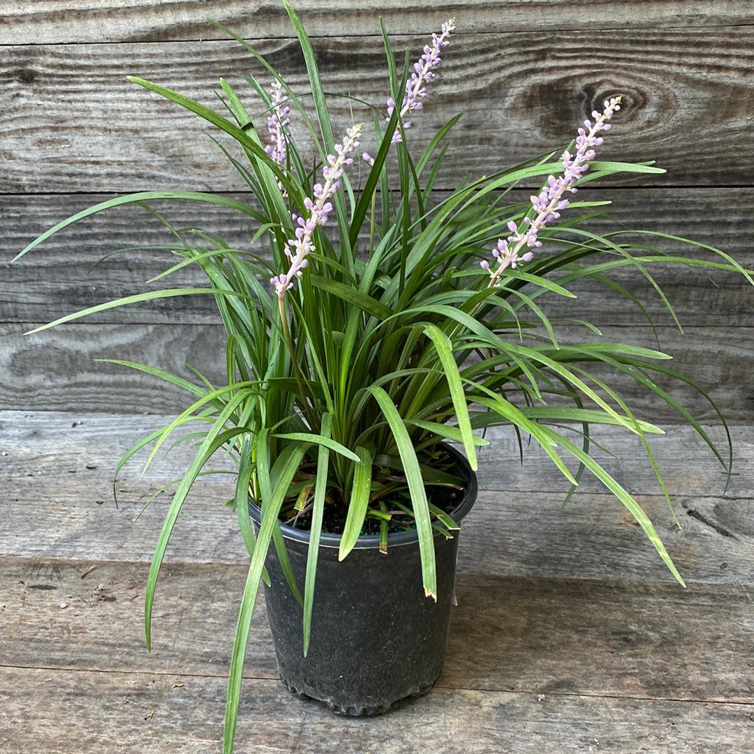 Liriope muscari 'Big Blue' ~ Big Blue Lily Turf-ServeScape