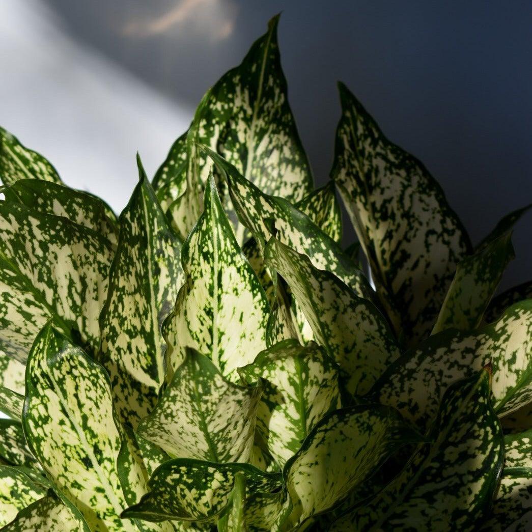 aglaonema spring snow flower Spring Snow Chinese Evergreen
