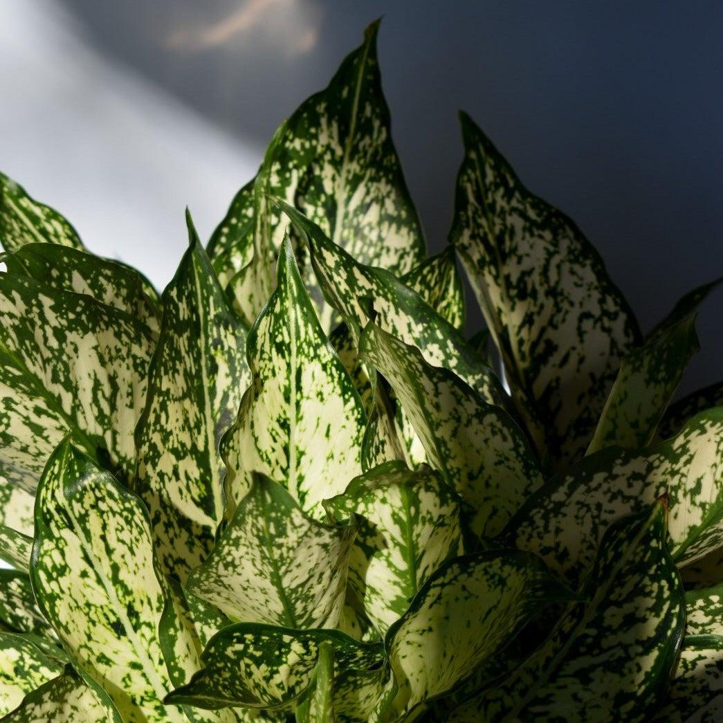 Chinese Evergreen ~ Aglaonema 'Spring Snow'-ServeScape