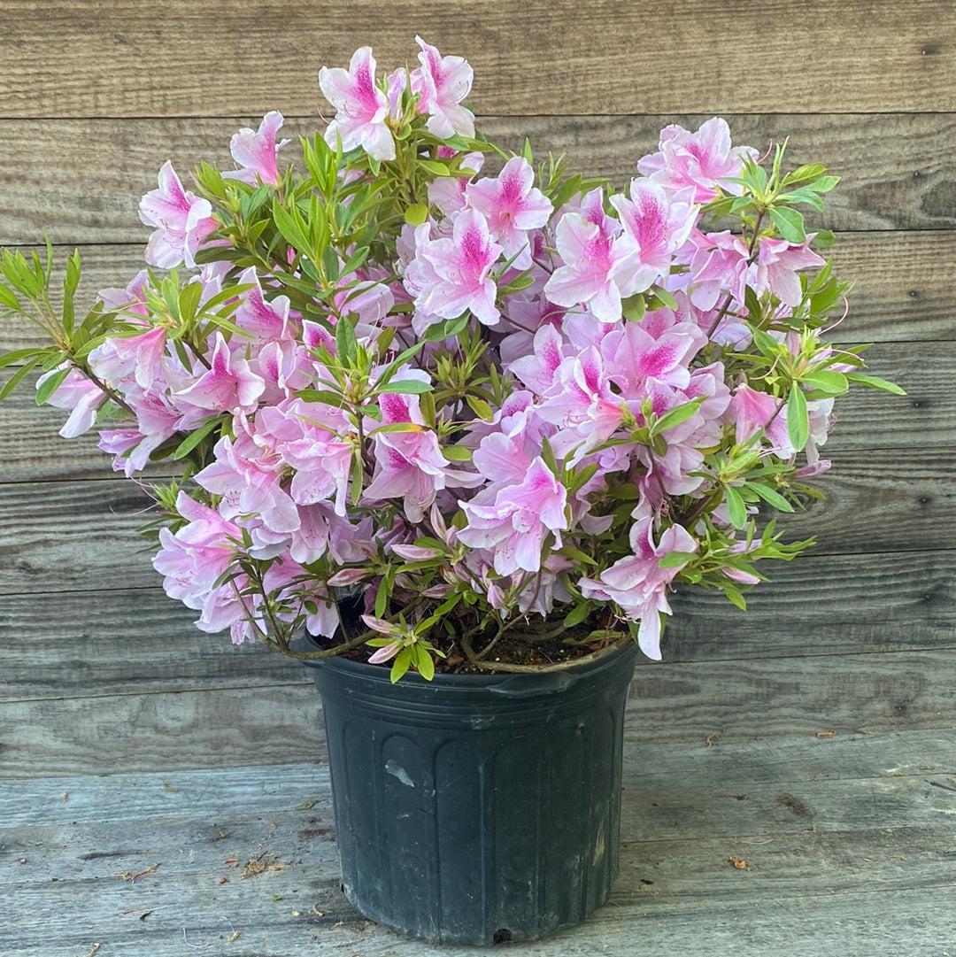 Rhododendron 'George L. Taber' ~ George Taber Azalea-ServeScape