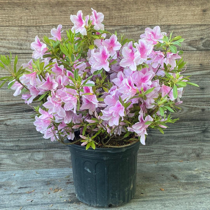 Rhododendron 'George L. Taber' ~ George Taber Azalea-ServeScape