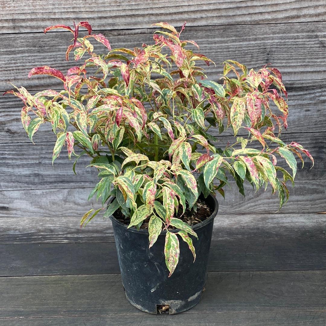 Leucothoe fontanesiana 'Rainbow' ~ Rainbow Drooping Leucothoe-ServeScape