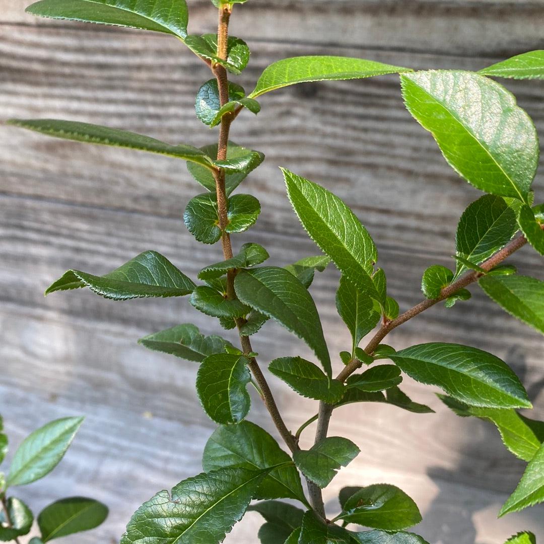 Chaenomeles x superba 'O Yashima' ~ O Yashima Flowering Quince-ServeScape