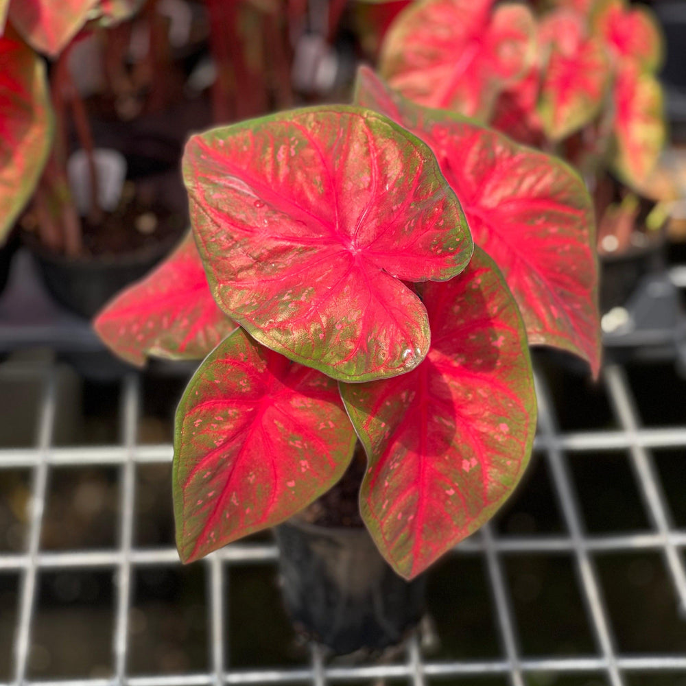 Caladium 'Red Flash’ ~ Red Flash Caladium-ServeScape