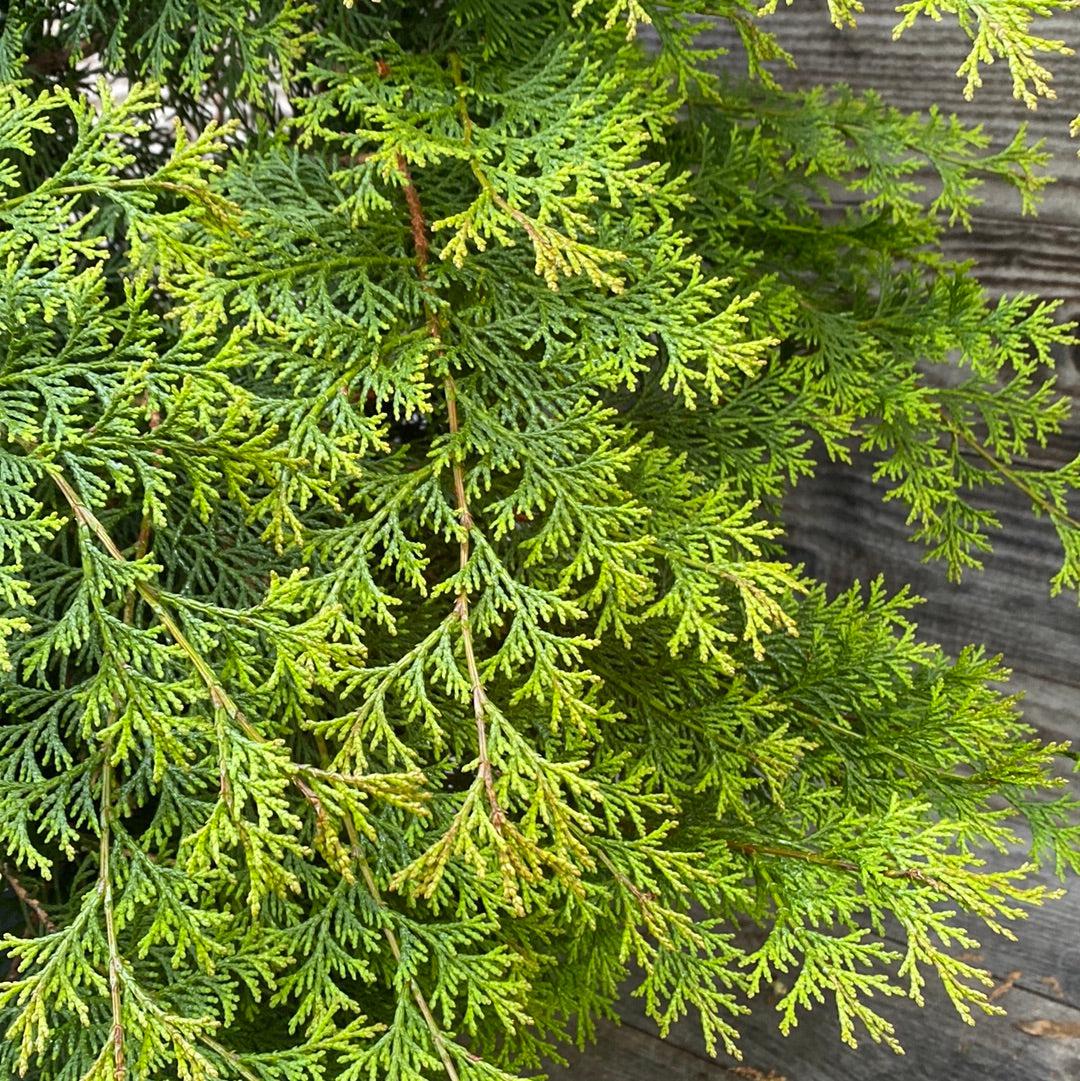 Chamaecyparis obtusa 'Southern Lace' ~ Southern Lace False Cypress-ServeScape