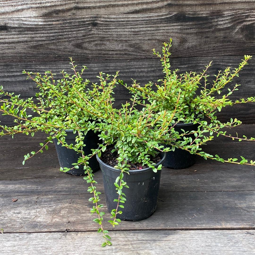 Cotoneaster dammeri 'Coral Beauty' ~ Coral Beauty Cotoneaster-ServeScape