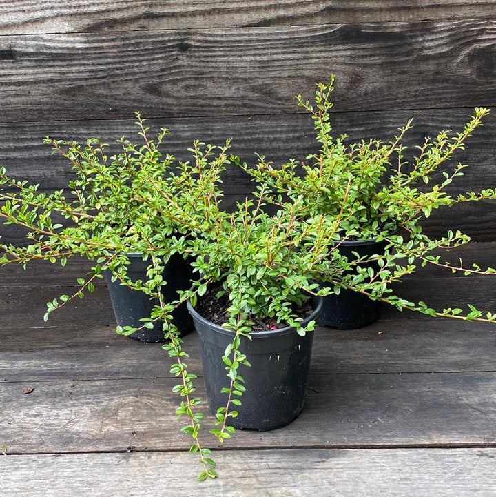 Cotoneaster dammeri 'Coral Beauty' ~ Coral Beauty Cotoneaster-ServeScape