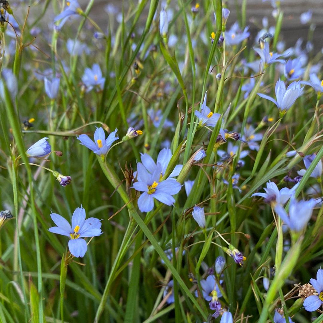 Sisyrinchium angustifolium 'Suwannee' ~ Suwannee Blue-Eyed Grass-ServeScape