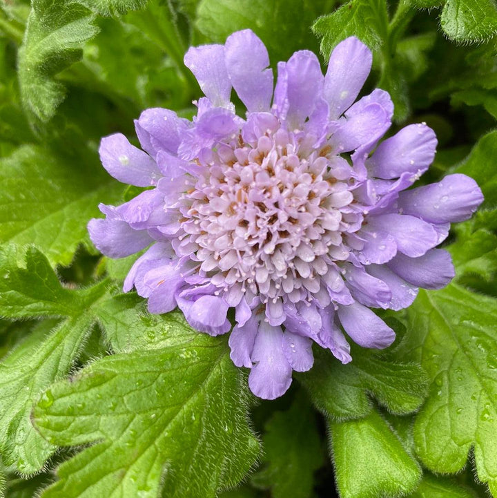 Scabiosa columbaria 'Butterfly Blue' ~ Butterfly Blue Pincushion Flower-ServeScape