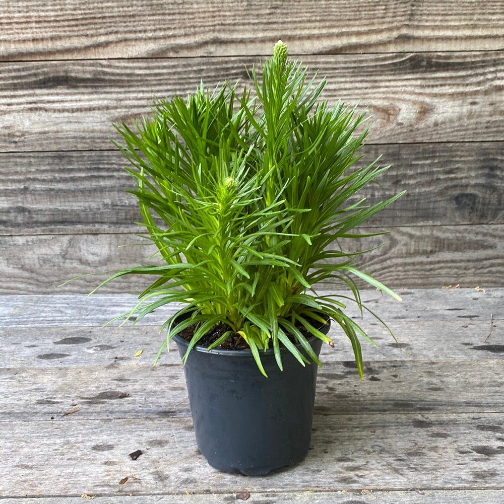 Liatris spicata 'Kobold' ~ Kobold Blazing Star-ServeScape