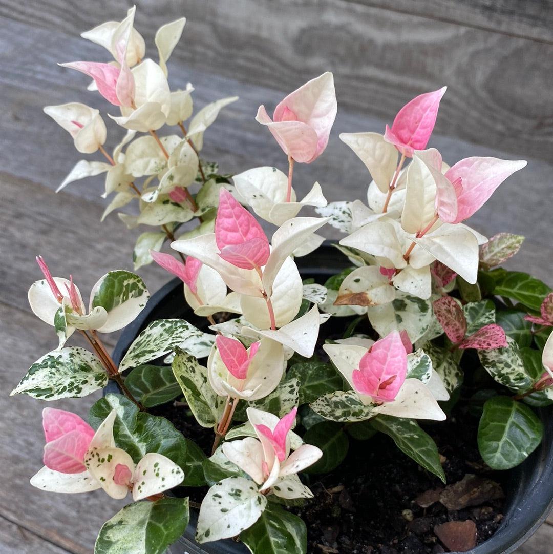 Trachelospermum asiaticum 'Snow 'n Summer' ~ Snow 'n Summer Asiatic Jasmine-ServeScape