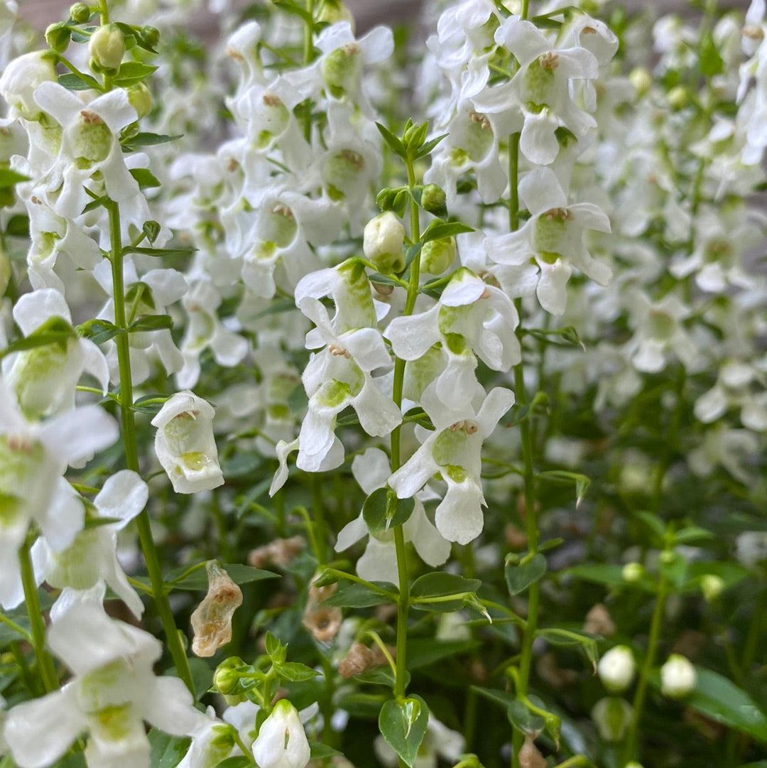Angelonia angustifolia 'PAS1209522' ~ Serena® White Summer Snapdragon-ServeScape