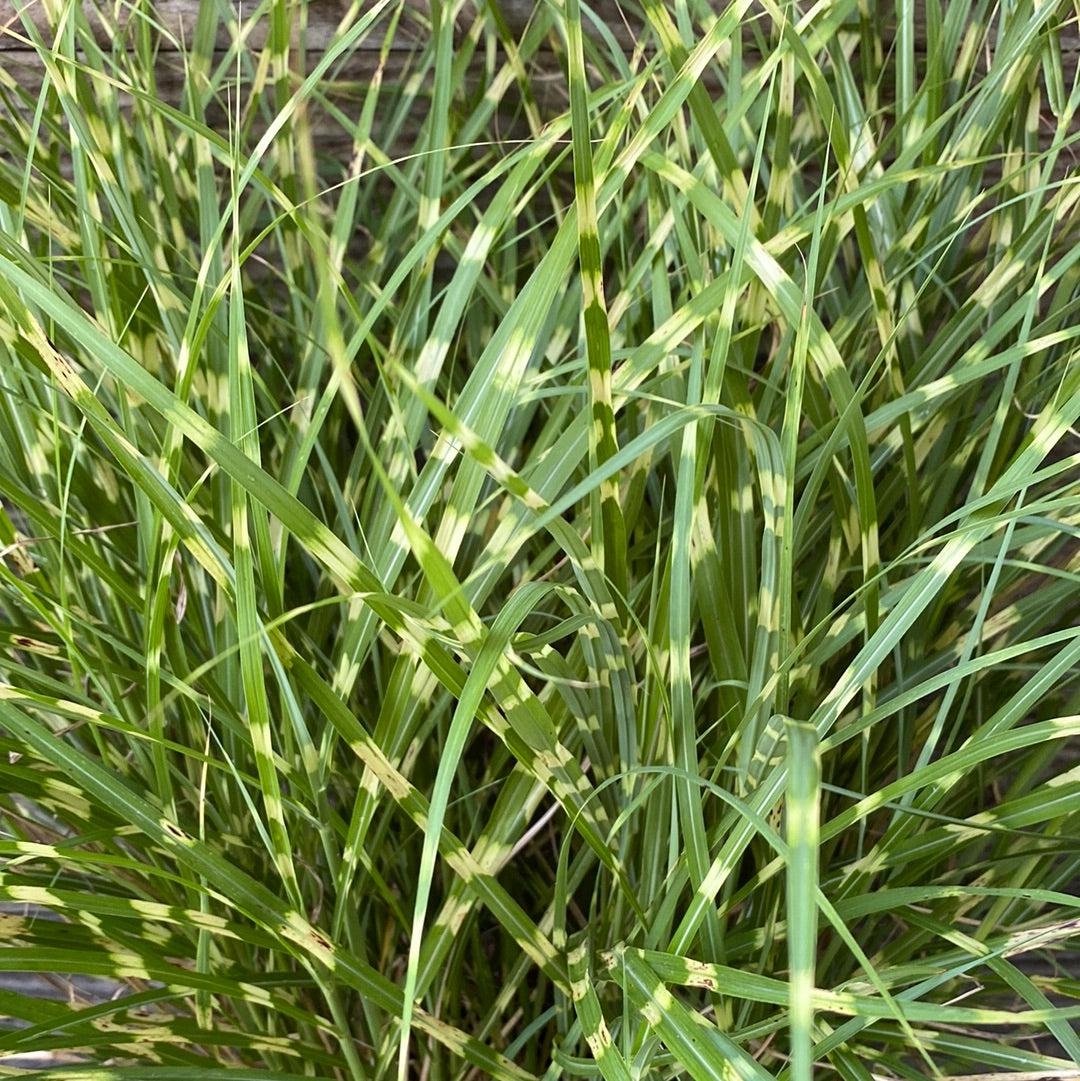 Miscanthus sinensis 'Little Zebra' ~ Little Zebra Maiden Grass-ServeScape