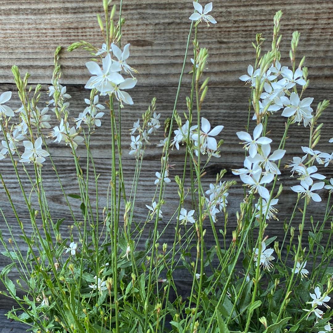 Gaura 'So White' ~ So White Gaura-ServeScape