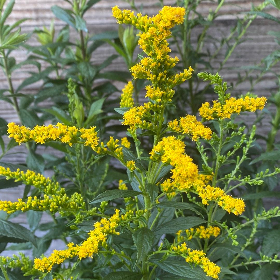 Solidago rugosa 'Fireworks' ~ Fireworks Goldenrod-ServeScape