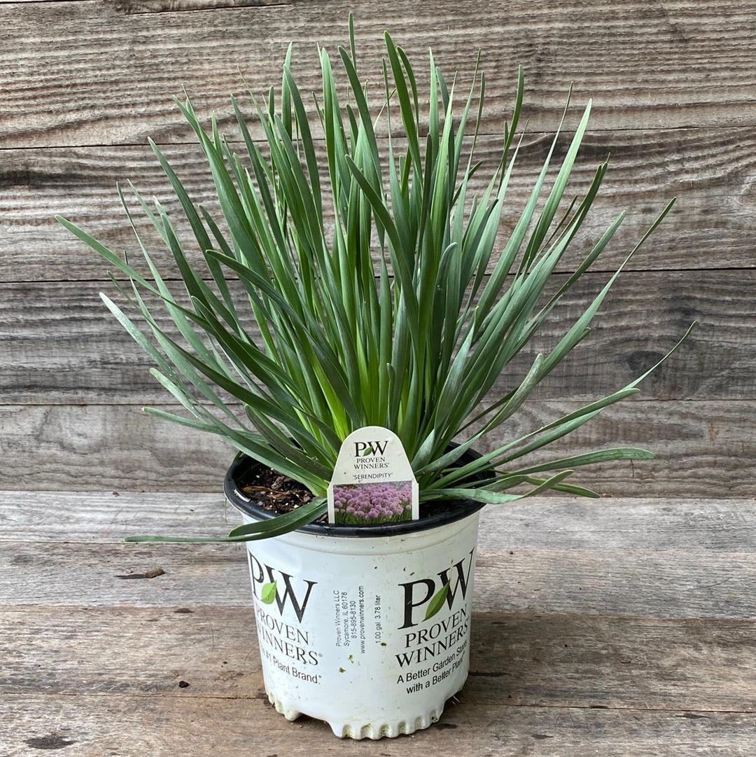 Allium ‘Serendipity’ ~ Serendipity Ornamental Onion-ServeScape