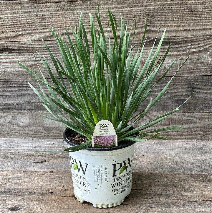 Allium ‘Serendipity’ ~ Serendipity Ornamental Onion-ServeScape