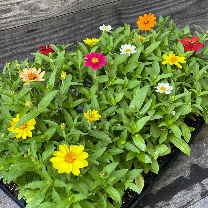 Zinnia ‘Profusion’ ~ Profusion Zinnia Mix-ServeScape