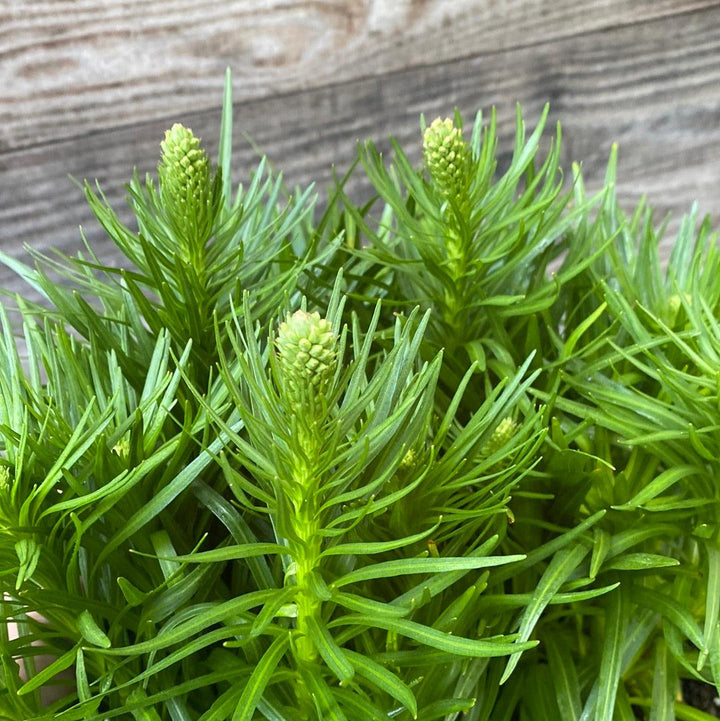Liatris spicata 'Kobold' ~ Kobold Blazing Star-ServeScape