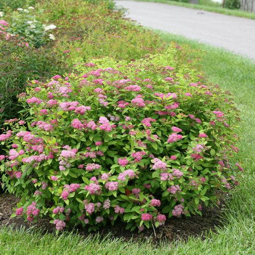 Spiraea x 'Tracy' USPP 21,588 ~ Double Play® Big Bang Spirea-ServeScape