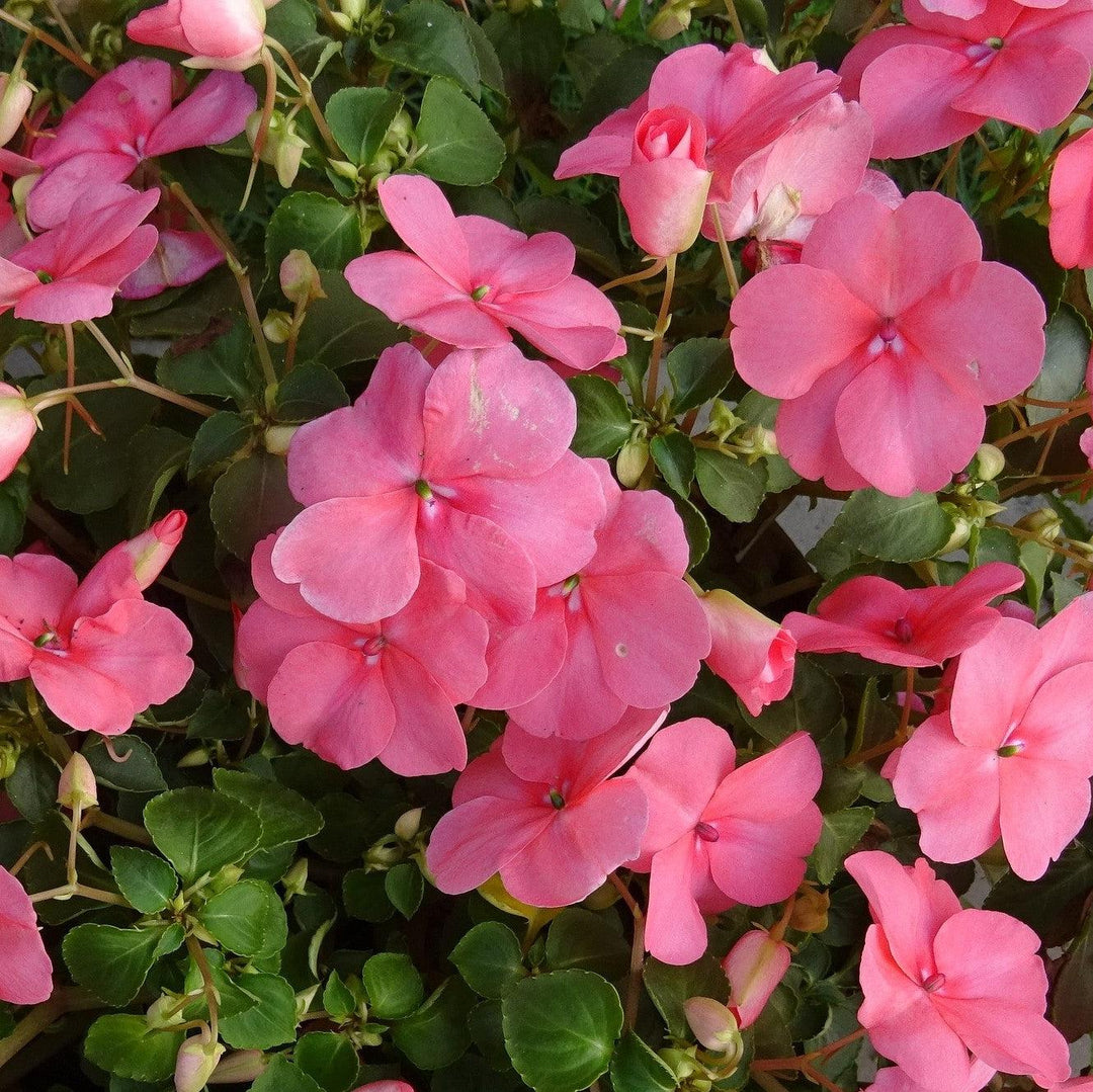 Impatiens hawkeri 'Petticoat Pink' ~ Petticoat® Pink Impatiens-ServeScape
