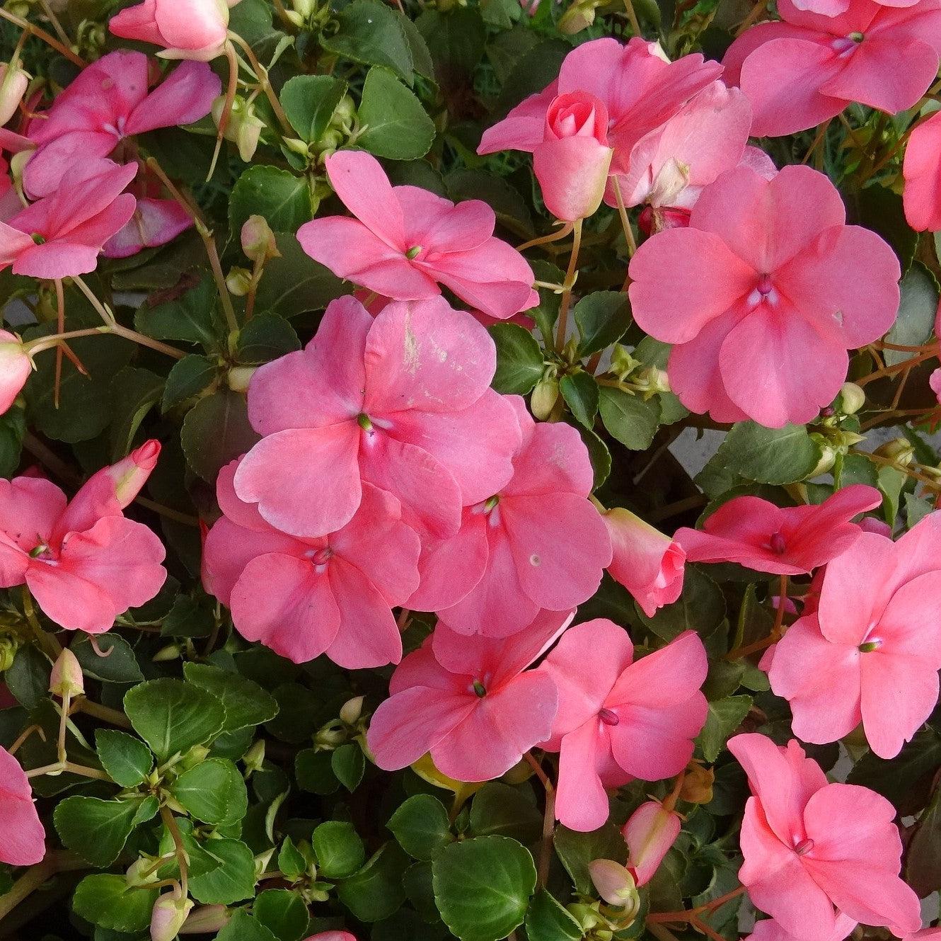 Impatiens hawkeri 'Petticoat Pink' ~ Petticoat® Pink Impatiens-ServeScape