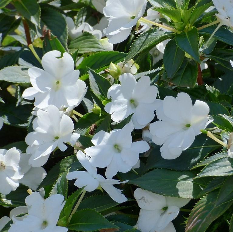 impatiens hawkeri 'Tamarinda White' ~ Tamarinda White Impatiens-ServeScape