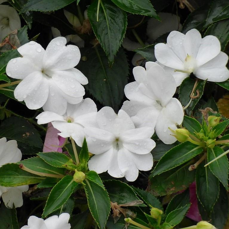 impatiens hawkeri 'Tamarinda White' ~ Tamarinda White Impatiens-ServeScape