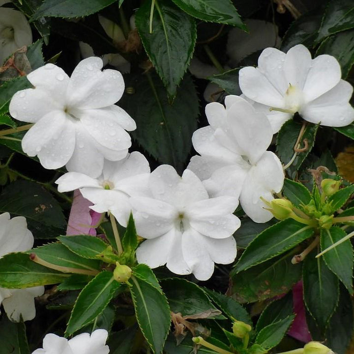 impatiens hawkeri 'Tamarinda White' ~ Tamarinda White Impatiens-ServeScape
