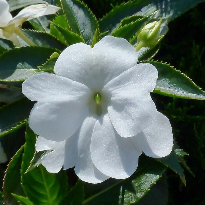 impatiens hawkeri 'Tamarinda White' ~ Tamarinda White Impatiens-ServeScape