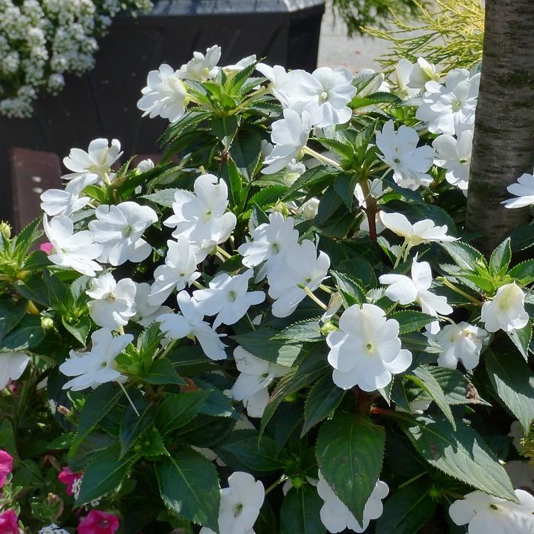impatiens hawkeri 'Tamarinda White' ~ Tamarinda White Impatiens-ServeScape