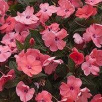 Impatiens x hybrida 'SAKIMP042' ~ SunPatiens® Compact Coral Pink Impatiens-ServeScape
