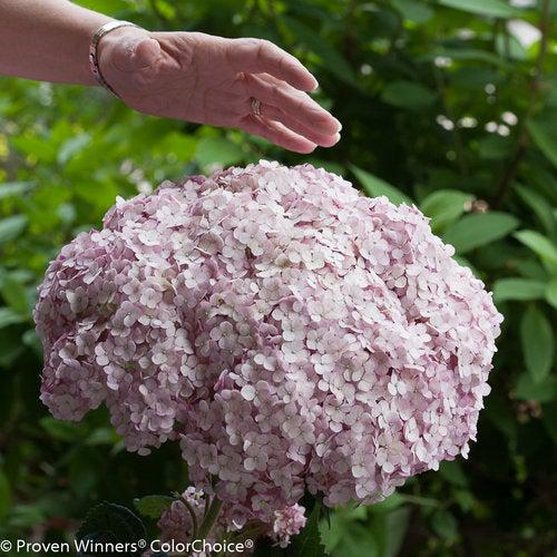 Hydrangea arborescens 'NCHA4' ~ Incrediball® Blush Smooth Hydrangea-ServeScape