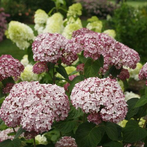 Hydrangea arborescens 'NCHA4' ~ Incrediball® Blush Smooth Hydrangea-ServeScape
