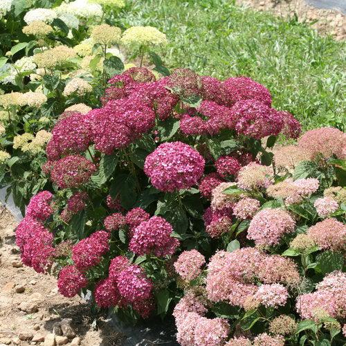 Hydrangea arborescens 'NCHA7' PP 30,358 ~ Invincibelle Mini Mauvette® Smooth Hydrangea-ServeScape
