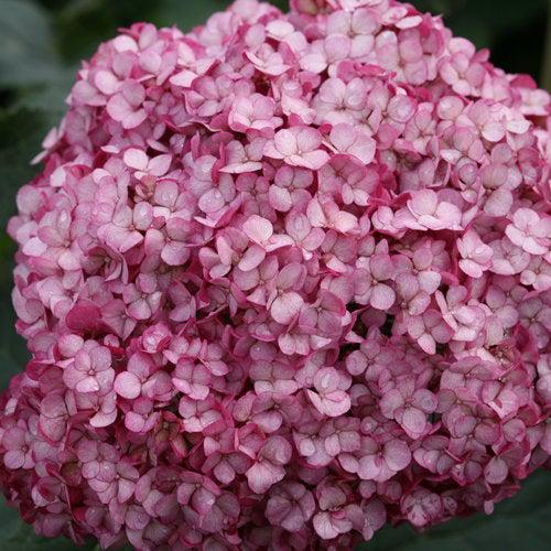Hydrangea arborescens 'NCHA7' PP 30,358 ~ Invincibelle Mini Mauvette® Smooth Hydrangea-ServeScape