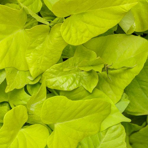 Ipomoea batatas ‘Marguerite’ ~ Proven Accents® Marguerite Sweet Potato-ServeScape