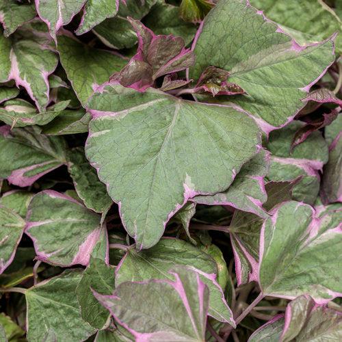 Ipomoea batatas ‘Tricolor' ~ Proven Accents® Tricolor Sweet Potato-ServeScape