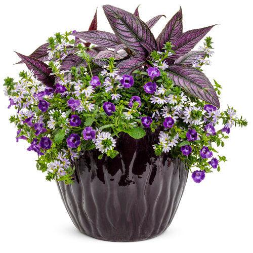 Torenia hybrid 'SUNrenilamu'' ~ Summer Wave® Large Violet Wishbone Flower-ServeScape