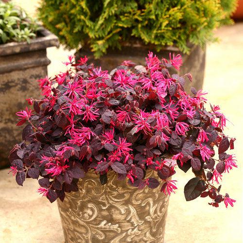 Loropetalum chinense 'KURENAI' ~ Jazz Hands® Dwarf Pink Fringe Flower-ServeScape