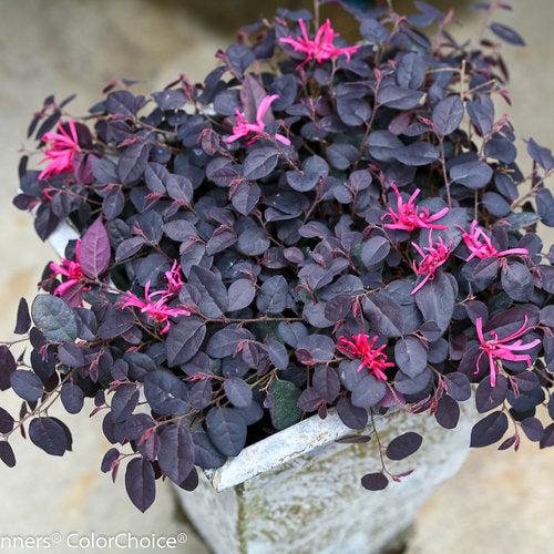 Loropetalum chinense 'Beni Hime' ~ Jazz Hands Mini® Fringe Flower-ServeScape