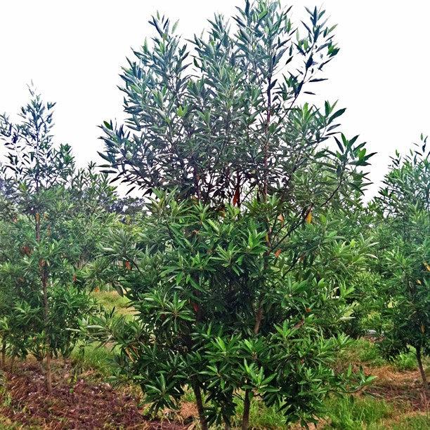 Magnolia virginiana ’MVMTF’ ~ Keltyk® Sweetbay Magnolia-ServeScape