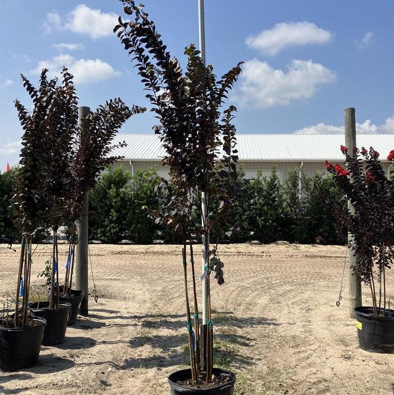Lagerstroemia x 'JM8' ~ Thunderstruck™ Lavender Skies™ Crape Myrtle-ServeScape