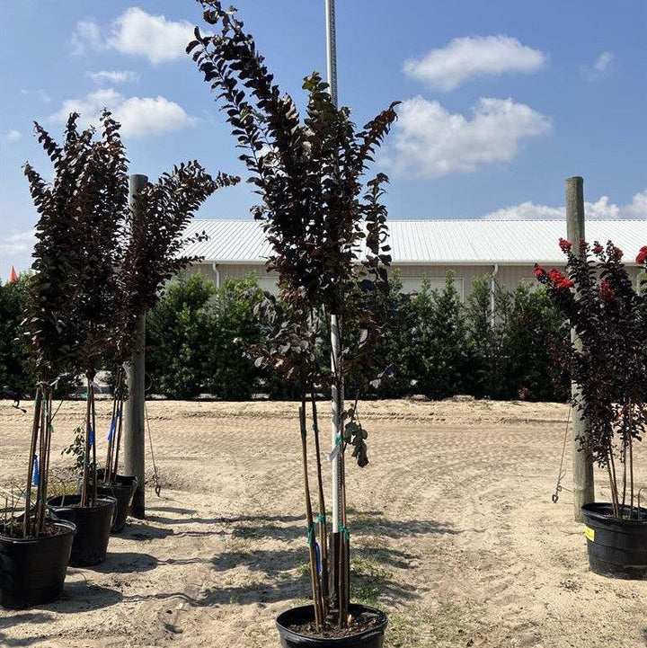 Lagerstroemia x 'JM8' ~ Thunderstruck™ Lavender Skies™ Crape Myrtle-ServeScape