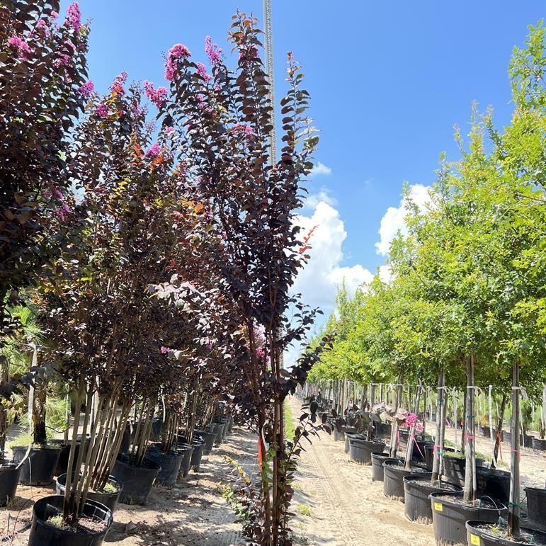 Lagerstroemia x 'JM8' ~ Thunderstruck™ Lavender Skies™ Crape Myrtle-ServeScape