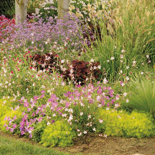 Cleome hybrid 'INCLESBIMP' ~ Señorita Blanca® Spider Flower-ServeScape