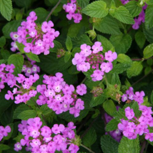 Lantana montevidensis 'Robpwpur' PP19,357 ~ PW® Luscious® Grape Lantana-ServeScape