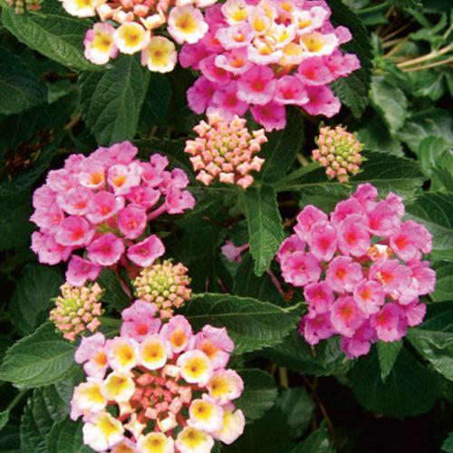 Lantana camara 'Bant Pin09' PP #20,555 ~ Bandana® Pink Improved Lantana-ServeScape