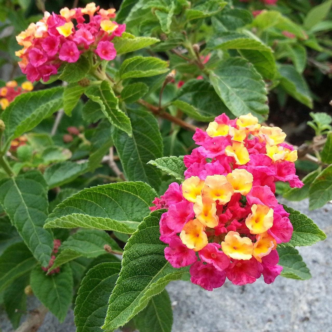 Lantana camara 'Gem Compact Pink Opal' ~ Gem™ Compact Pink Opal Lantana-ServeScape