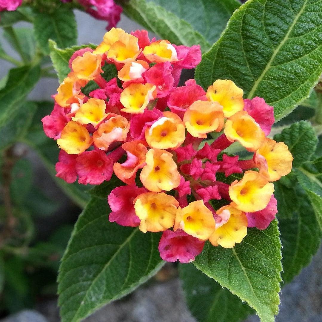 Lantana camara 'Anne Marie' PP11310 ~ Anne Marie Lantana-ServeScape